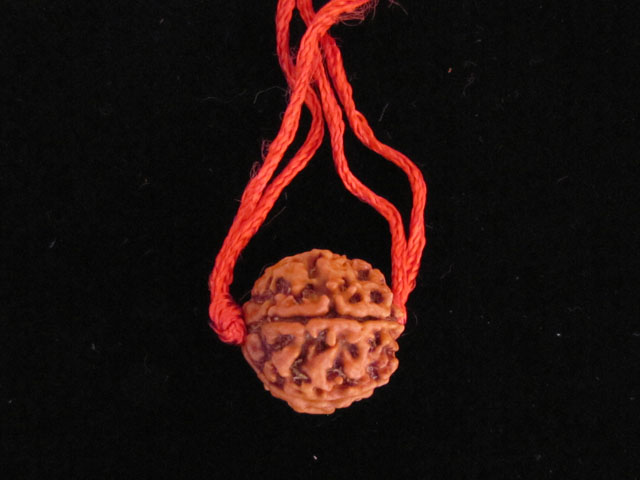 Five-Faced Rudraksha